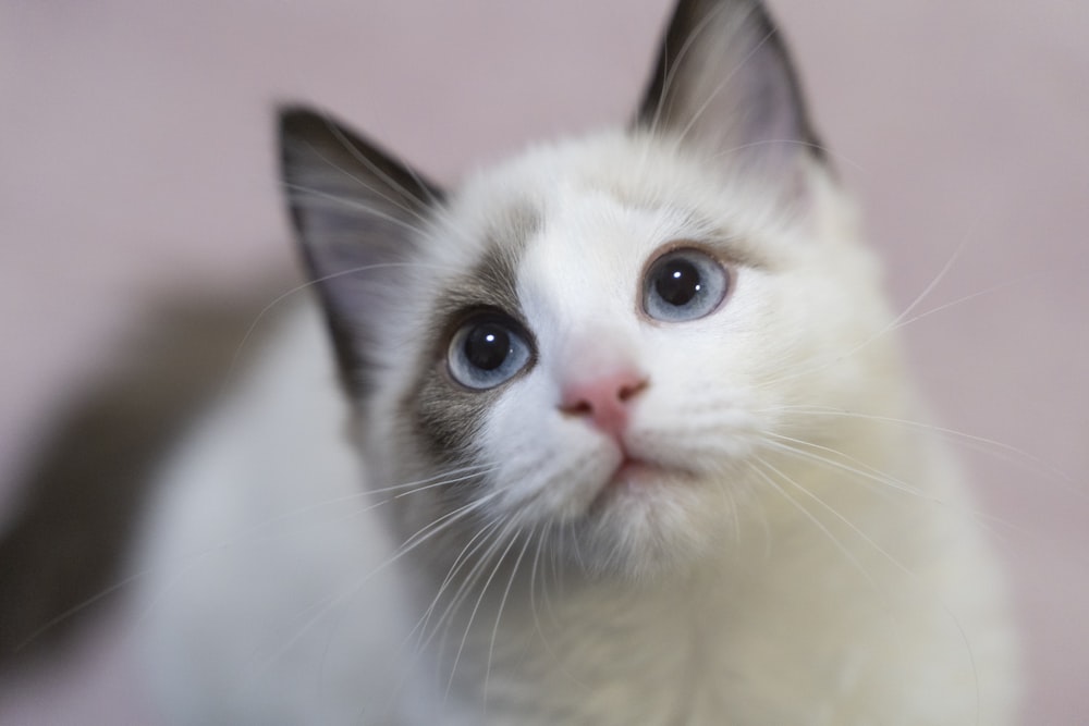 chat à fourrure courte blanc et brun