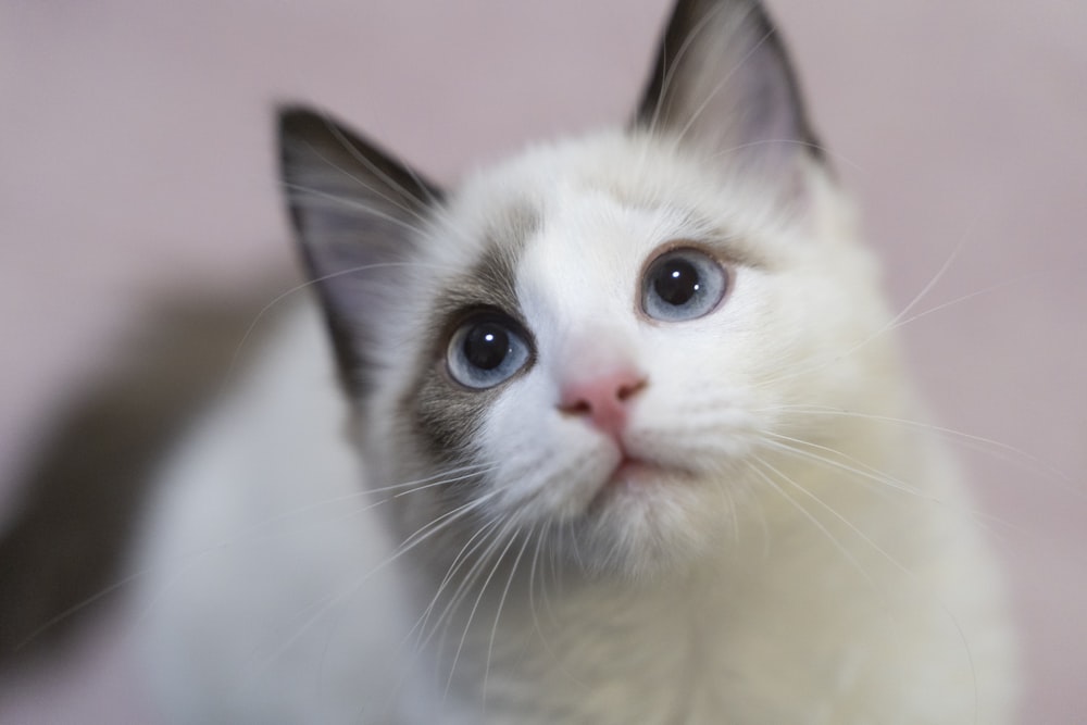 white and brown short fur cat