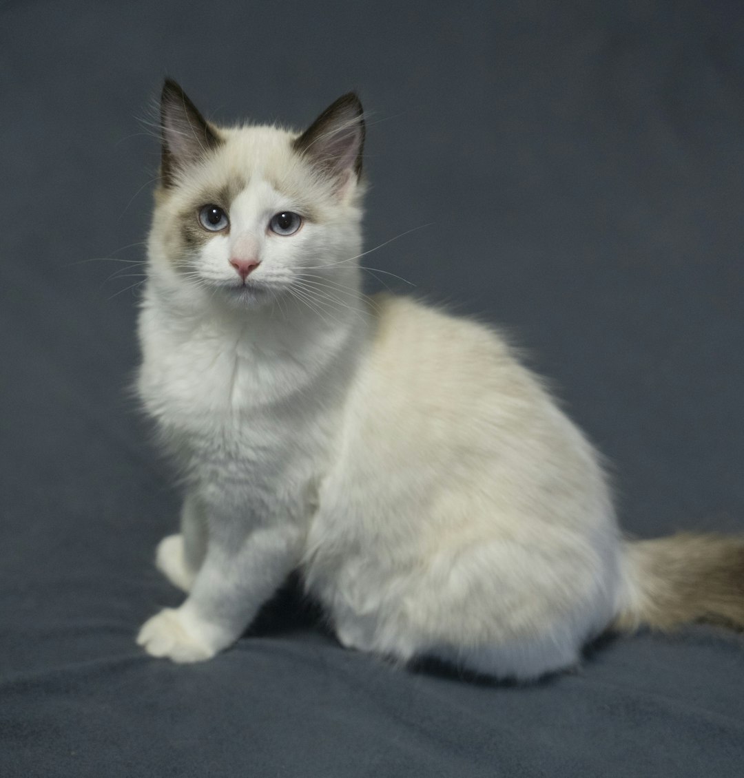 white and brown cat on black textile