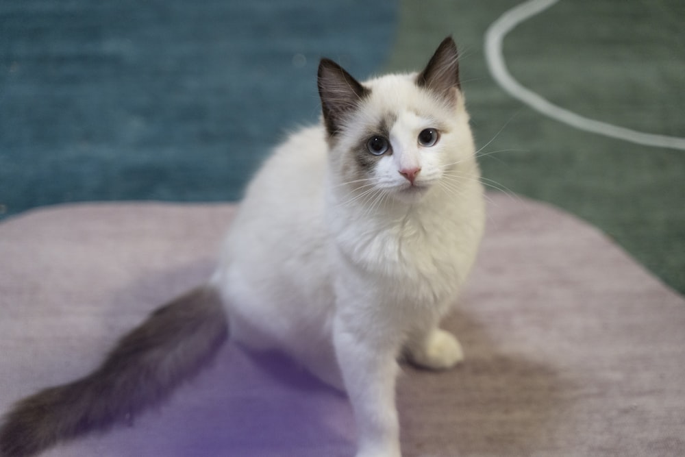 white and black cat on brown floor