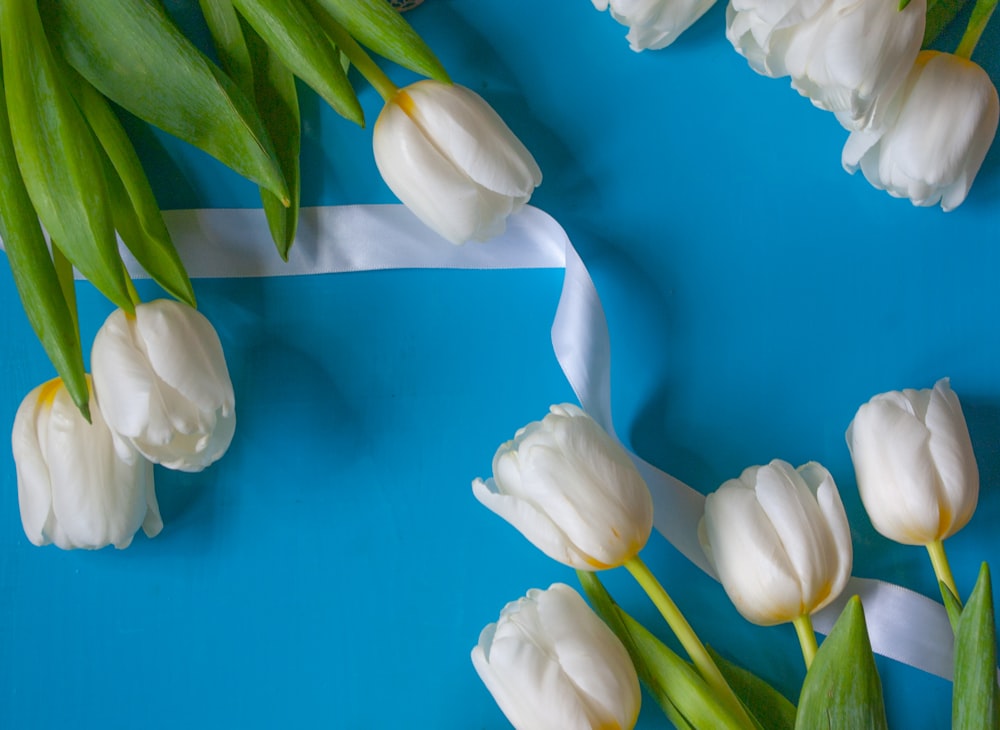 Tulipes blanches sur surface bleue