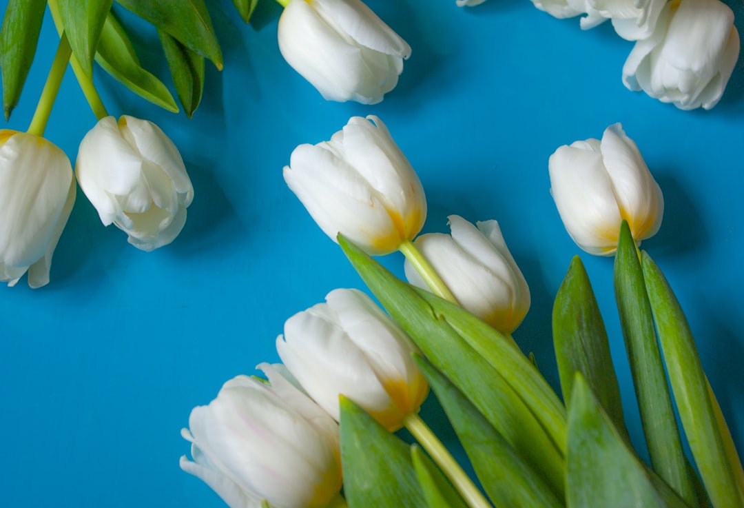 white tulips in close up photography