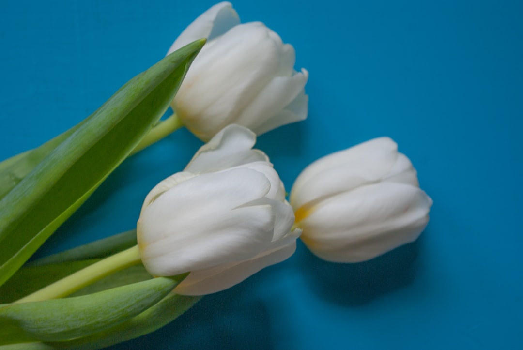 white and yellow tulips in close up photography