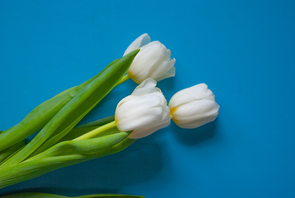 Tulipanes blancos sobre superficie azul