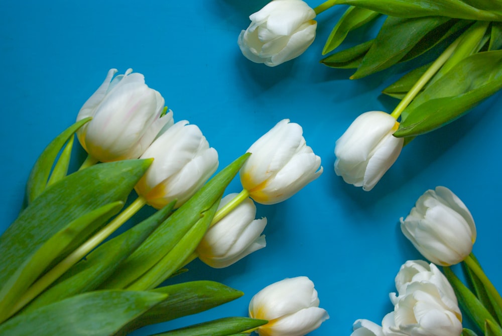 white tulips in close up photography