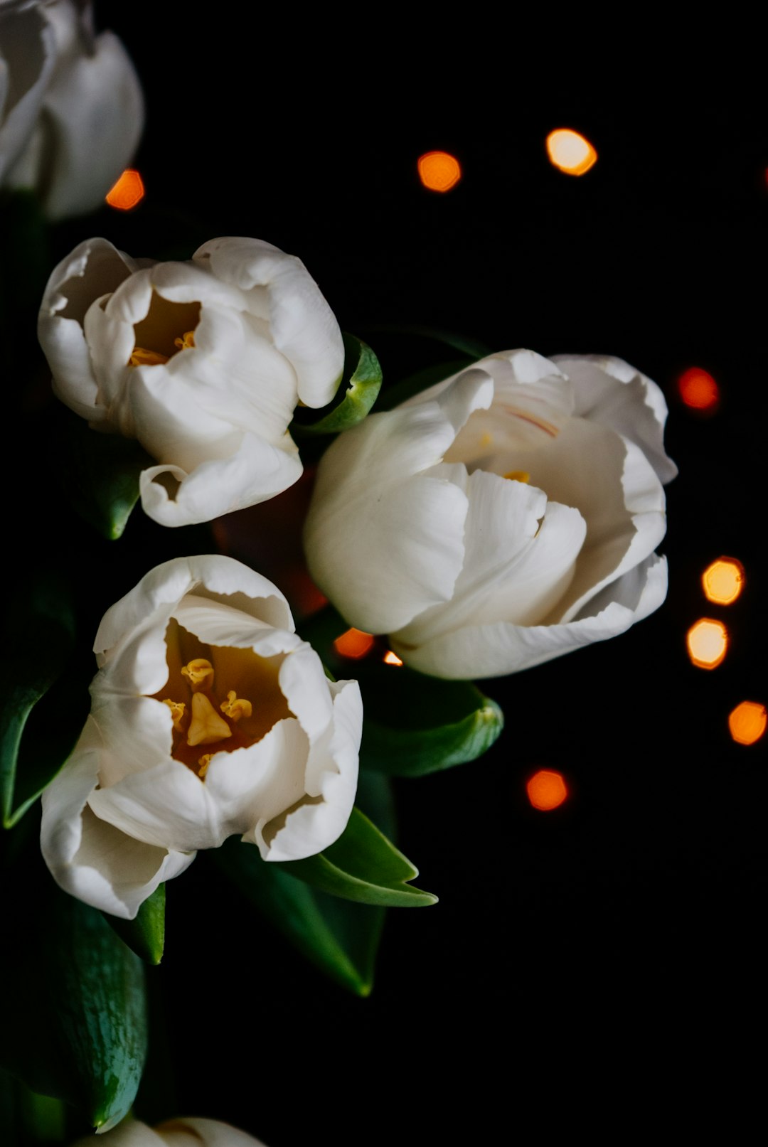 white rose in bloom with yellow and orange bokeh lights