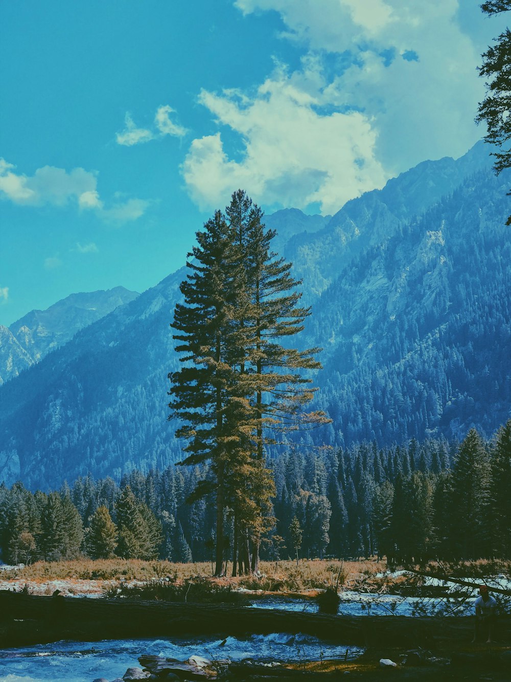 green pine tree on brown grass field near mountain under blue and white cloudy sky during