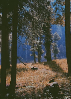 A dense forest landscape featuring tall trees with thick trunks and lush foliage. Sunlight filters through the branches, casting dappled light onto the forest floor covered in grass and small bushes. A solitary animal, possibly a wolf, stands amidst the vegetation, adding a sense of wilderness to the scene.