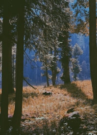 A dense forest landscape featuring tall trees with thick trunks and lush foliage. Sunlight filters through the branches, casting dappled light onto the forest floor covered in grass and small bushes. A solitary animal, possibly a wolf, stands amidst the vegetation, adding a sense of wilderness to the scene.