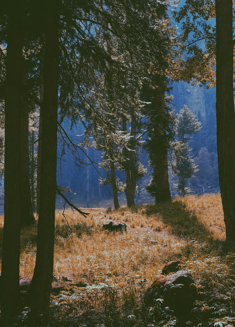 green trees on brown grass field during daytime