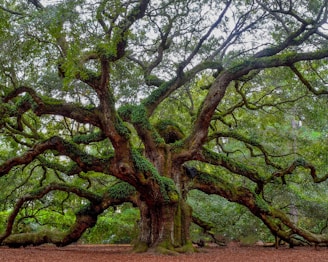 green and brown tree during daytime