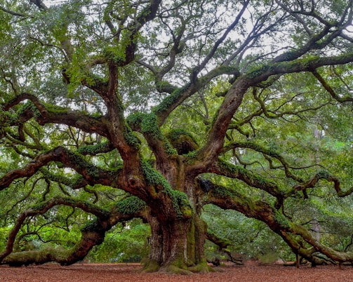 green and brown tree during daytime