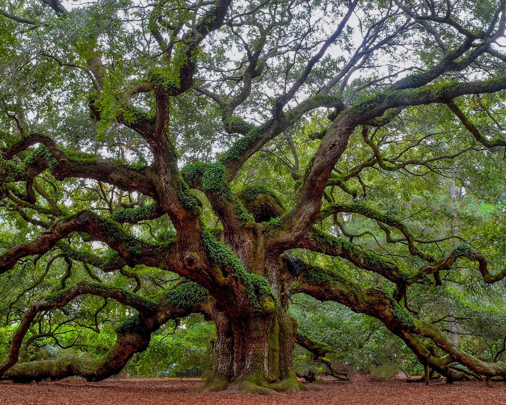 albero verde e marrone durante il giorno