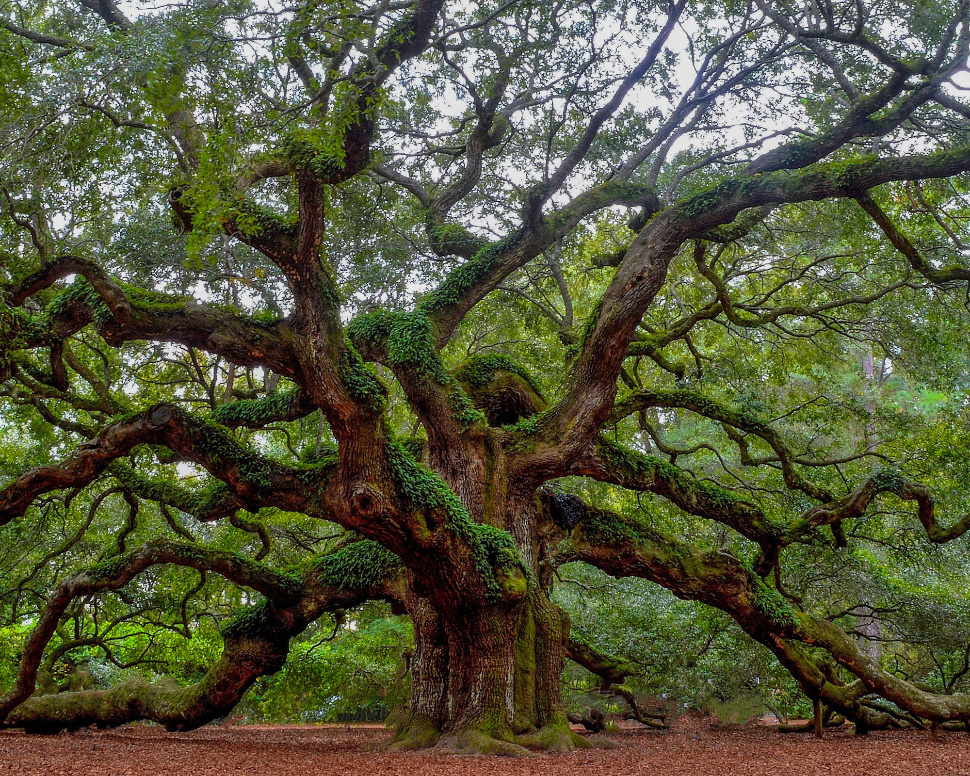 Sprawling live oak tree in the South Carolina Lowcountry