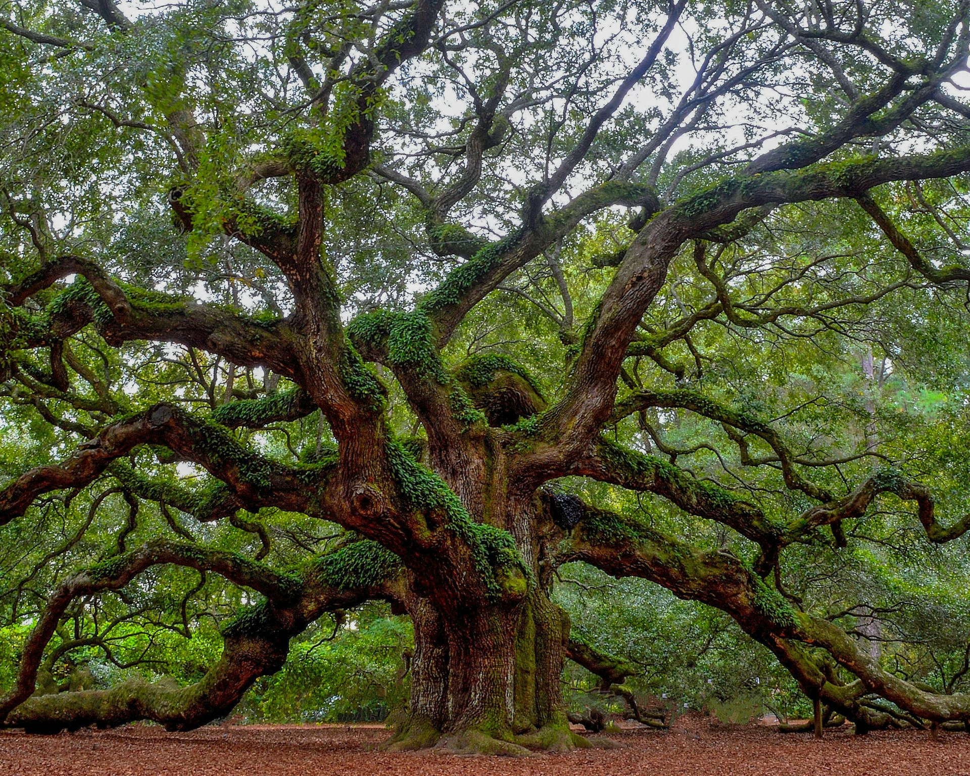 green and brown tree during daytime