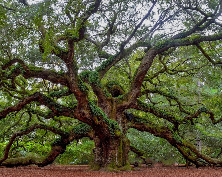 Oak Tree