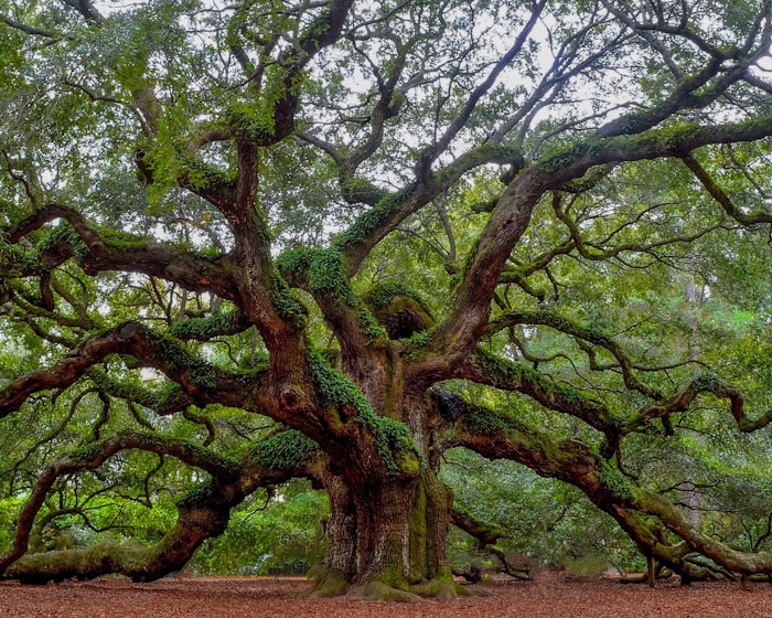 Massive mature oak tree with sprawling natural canopy of the kind that should never be topped on a Wichita Kansas residential property
