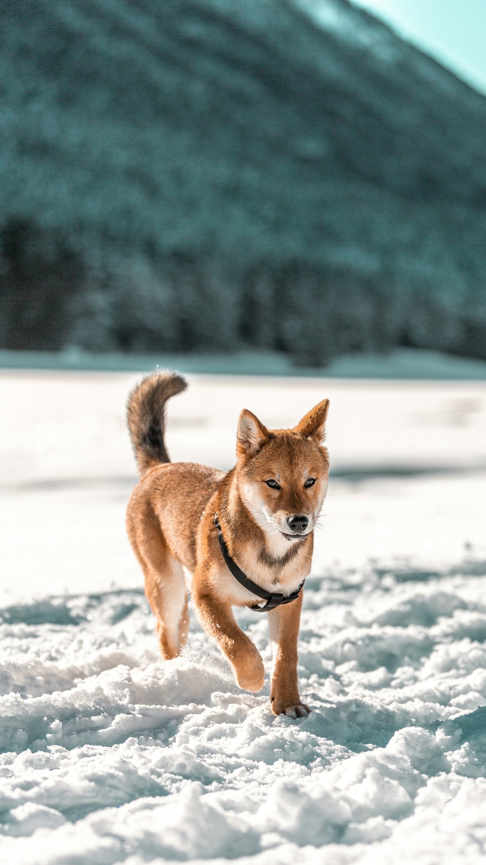 brown and white short coated dog on snow covered ground during daytime