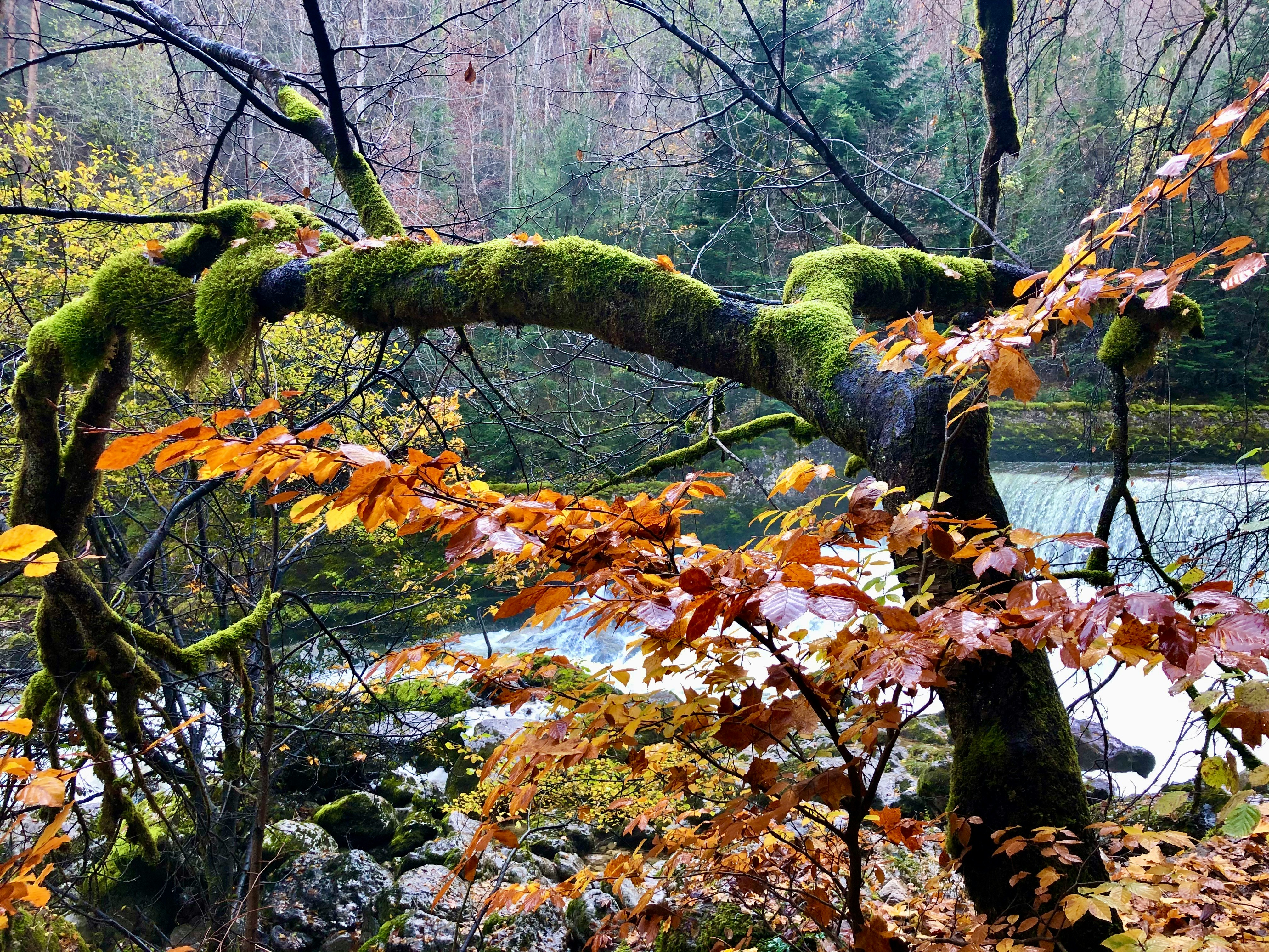 Colorful leafs and tree in front of the Areuse river.