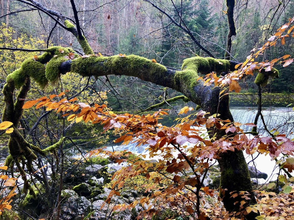 brown and green tree during daytime