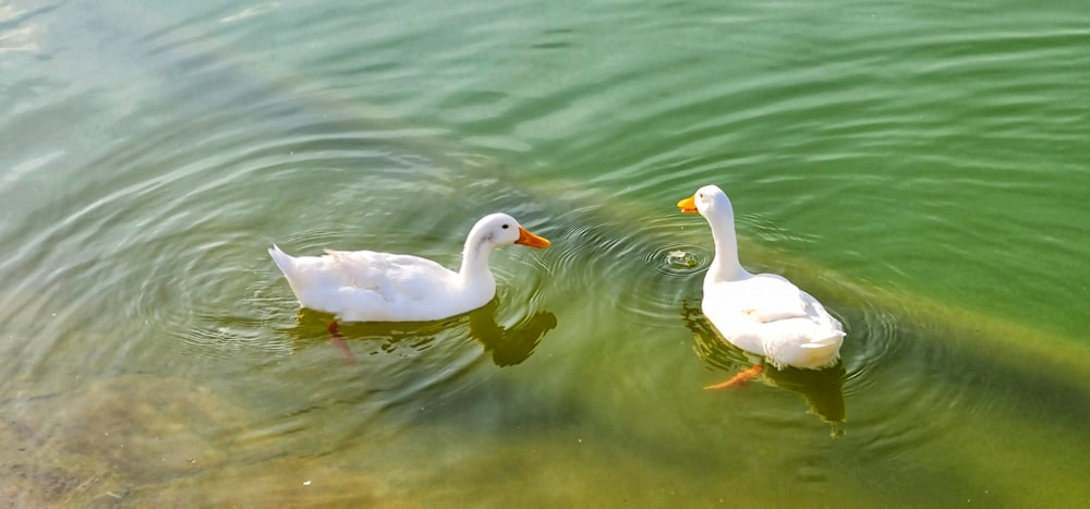 white swan on water during daytime