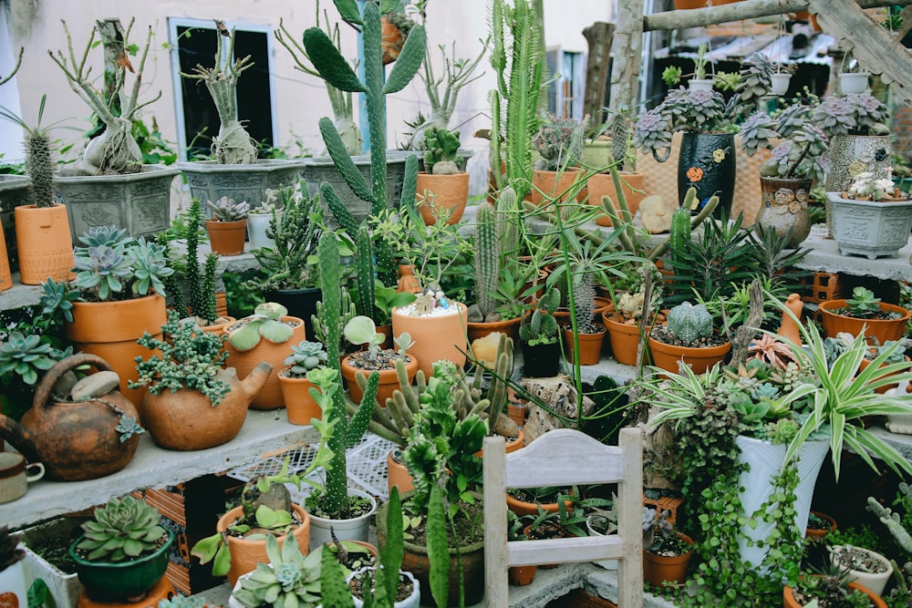 green plants on brown wooden table