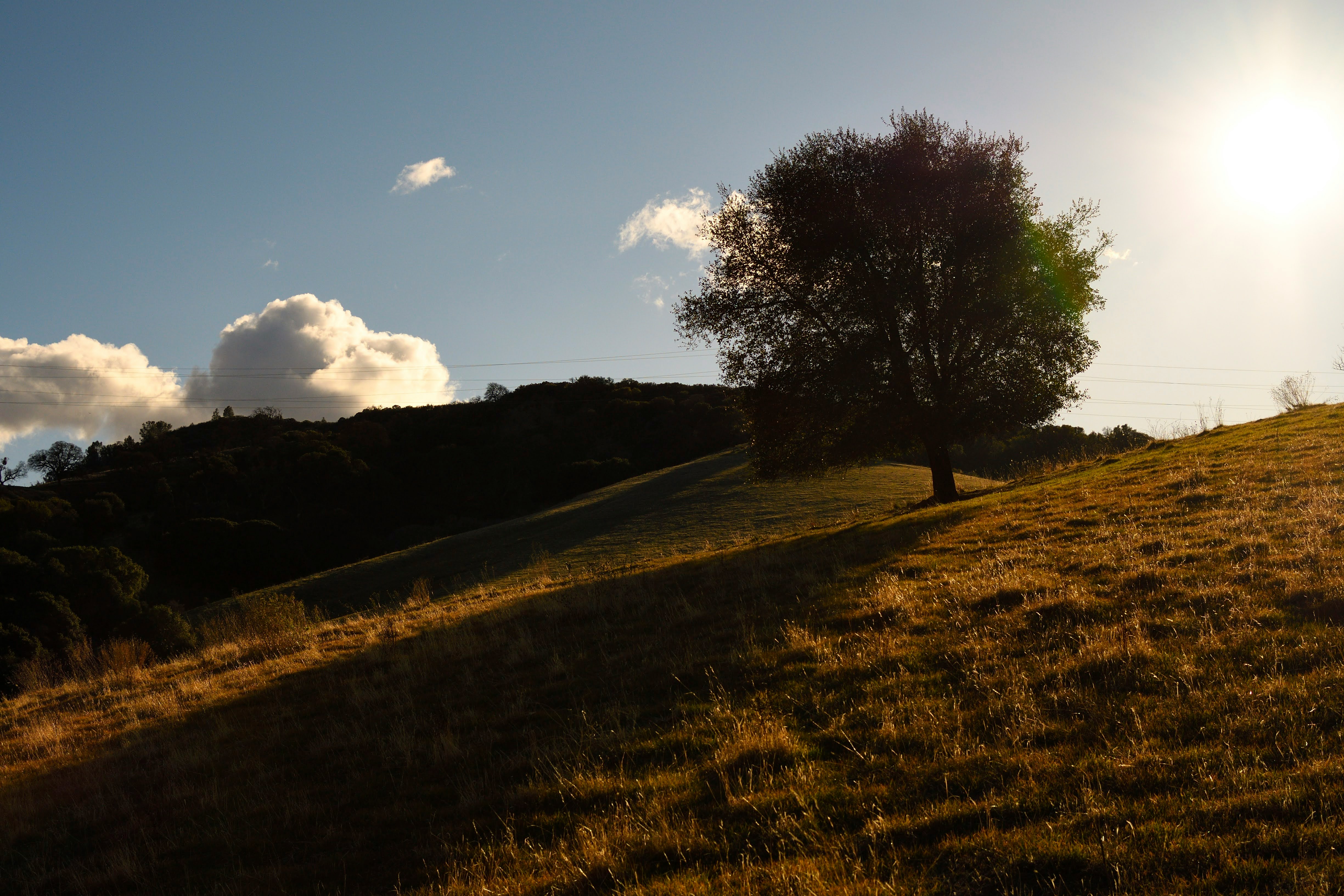 green grass field with trees during daytime