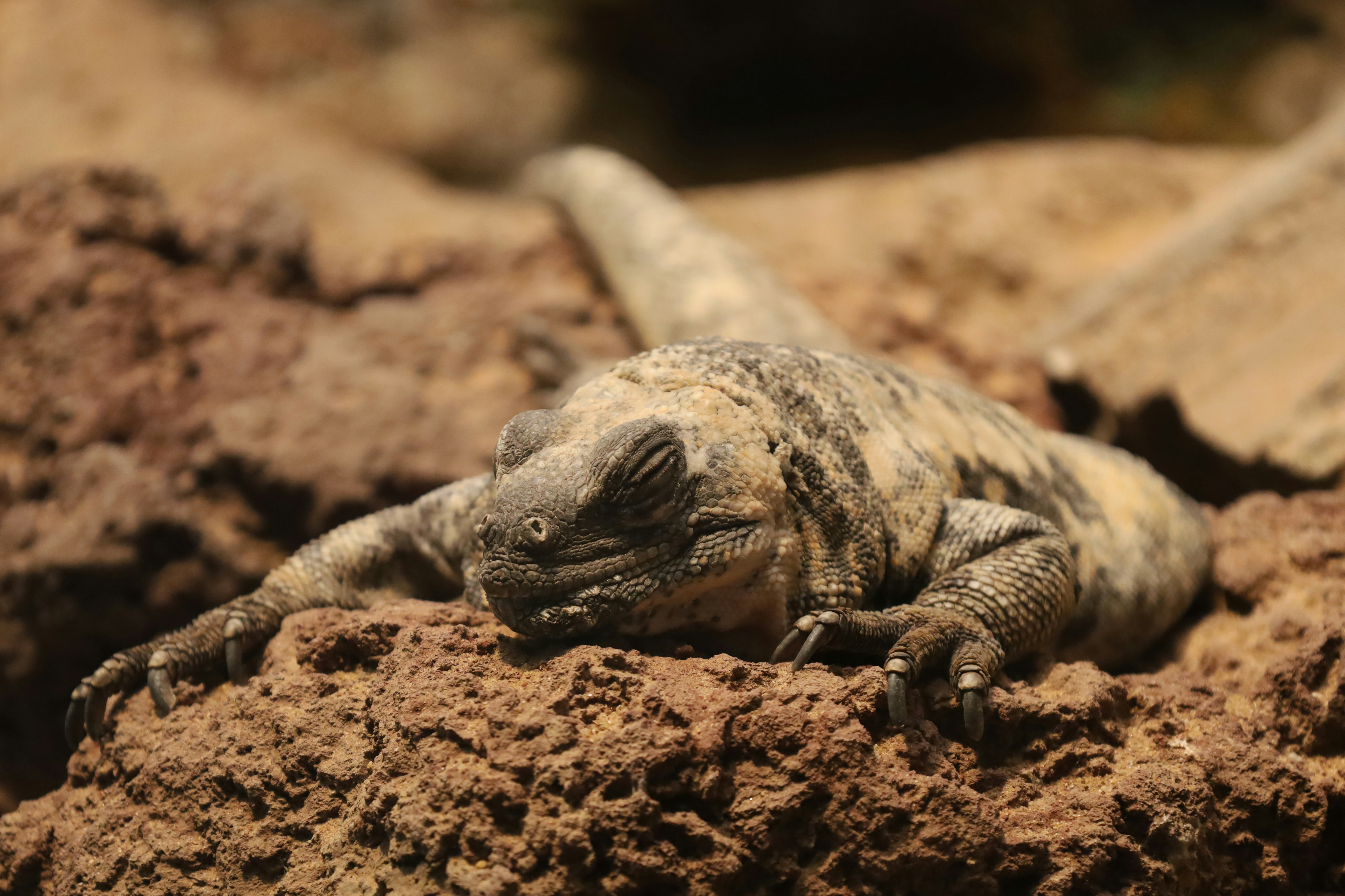 Photo by cokakukeran