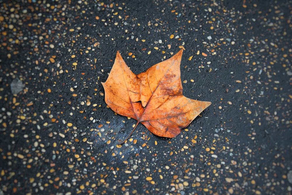 brown leaf on black and white surface