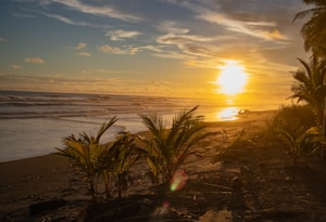 Golden sunset over a tranquil beach with gentle waves lapping against the shore. Palm trees and tropical vegetation line the foreground, creating a silhouette against the luminous sky. The scene feels serene and idyllic, with a vast expanse of water meeting the horizon under a sky streaked with clouds.
