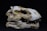 A weathered and fossilized skull, possibly from a prehistoric creature, displaying distinct teeth and bone structures. The surface appears eroded with patches of earthy, brownish hues contrasting against a white base.