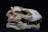 A weathered and fossilized skull, possibly from a prehistoric creature, displaying distinct teeth and bone structures. The surface appears eroded with patches of earthy, brownish hues contrasting against a white base.
