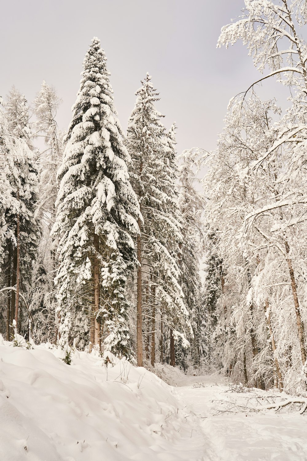 snow covered trees during daytime