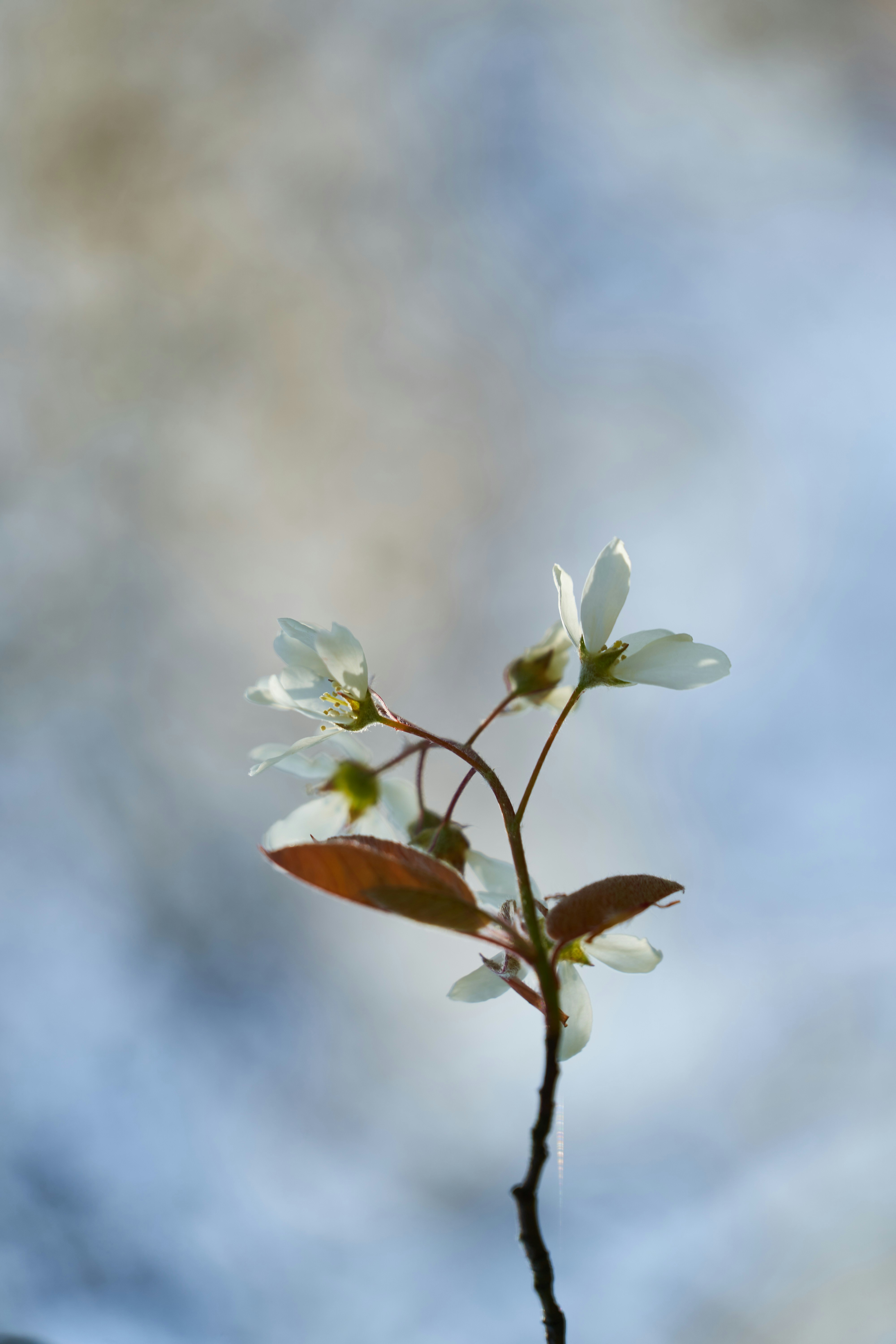 Photo by wolfgang_hasselmann