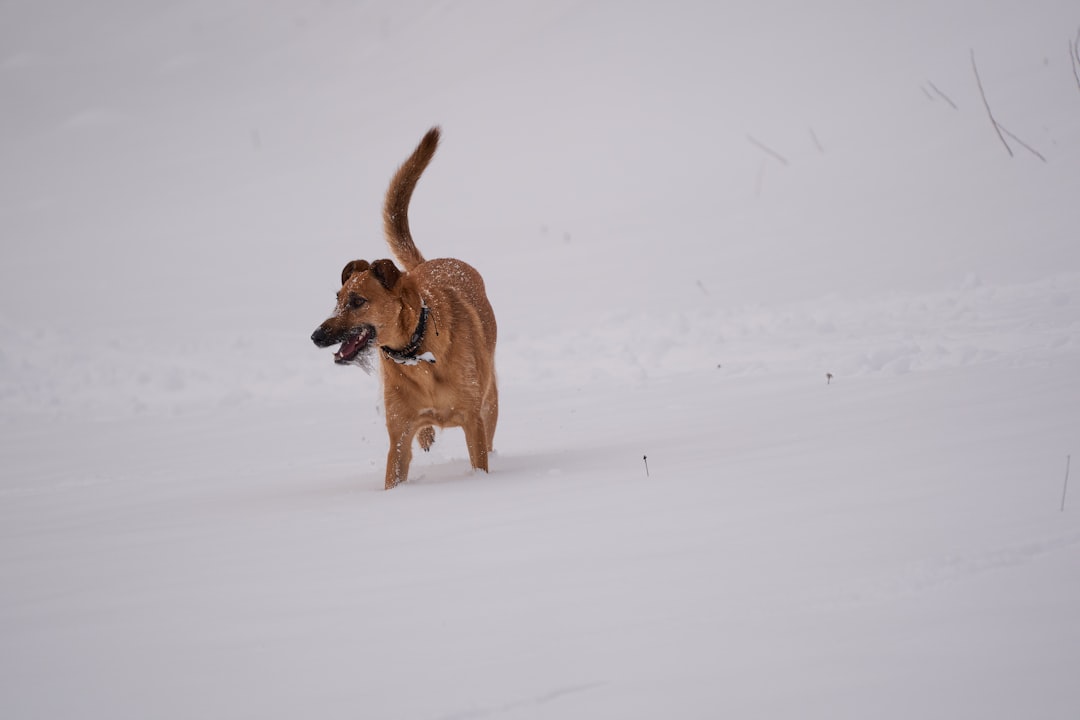 brown short coated dog on snow covered ground