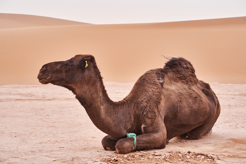 brown camel on brown sand during daytime