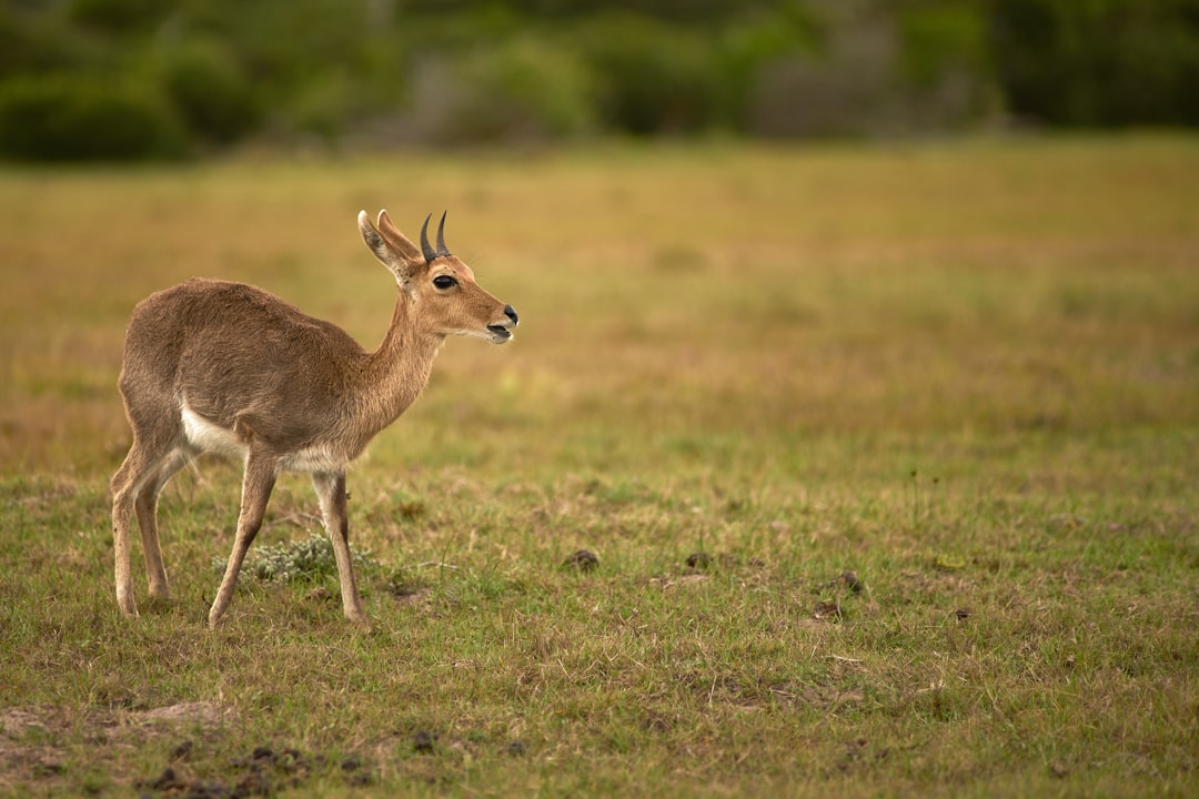 brown deer on green grass field during daytime