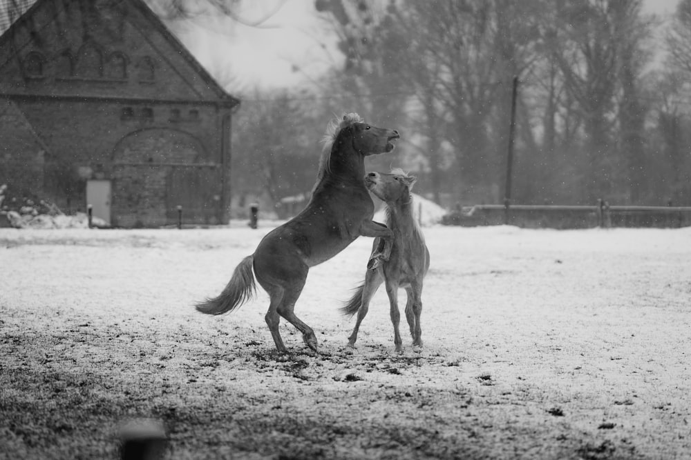 grayscale photo of horse running on field