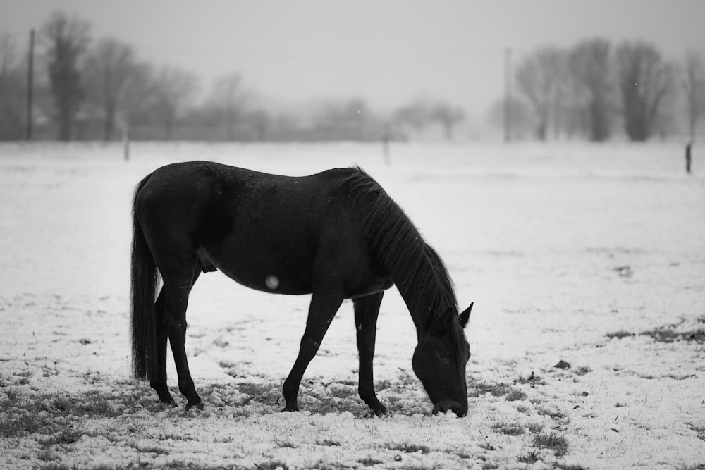 black horse on snow covered ground