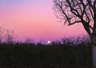 silhouette of trees during sunset