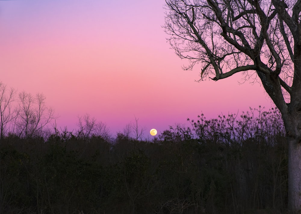 silhouette of trees during sunset