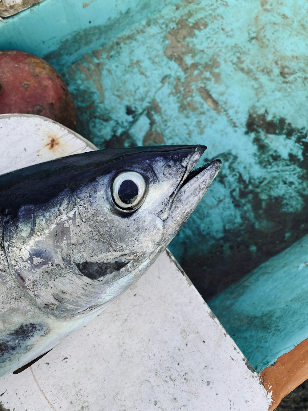 silver fish on white plastic container