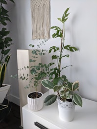 green plant on white ceramic pot
