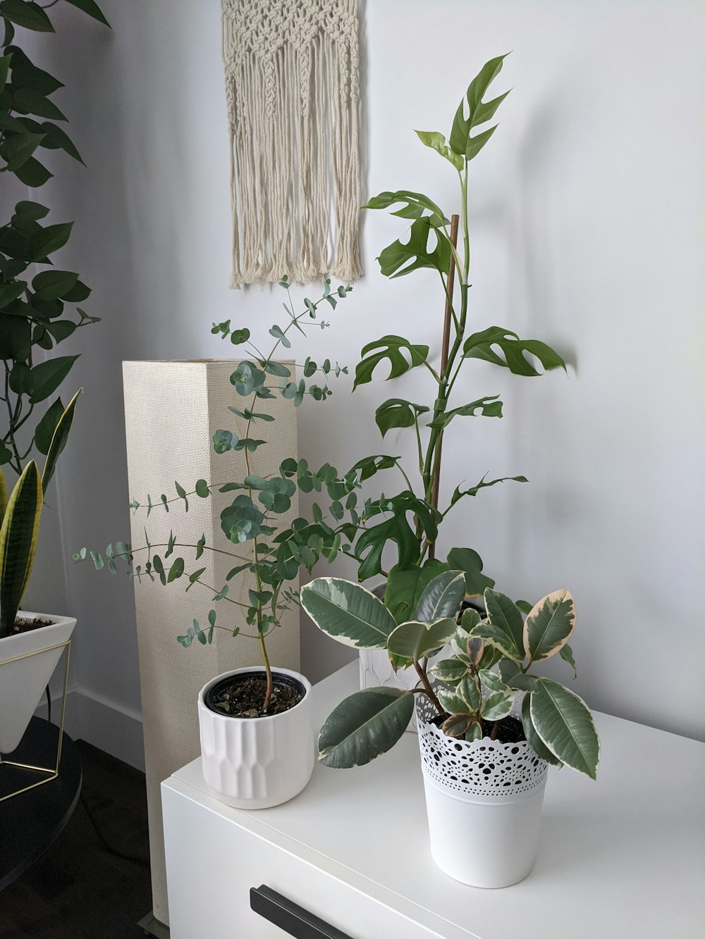 green plant on white ceramic pot