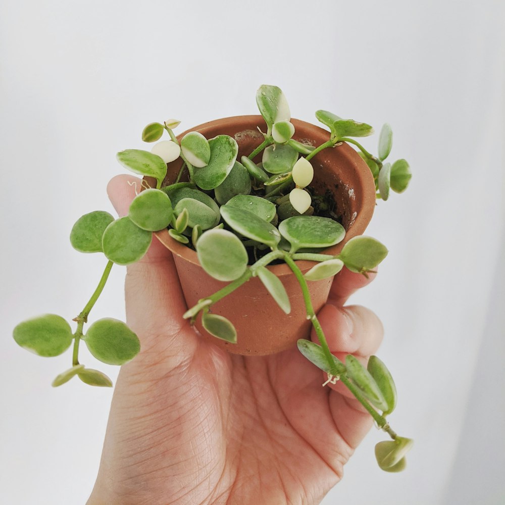 person holding green plant in brown clay pot