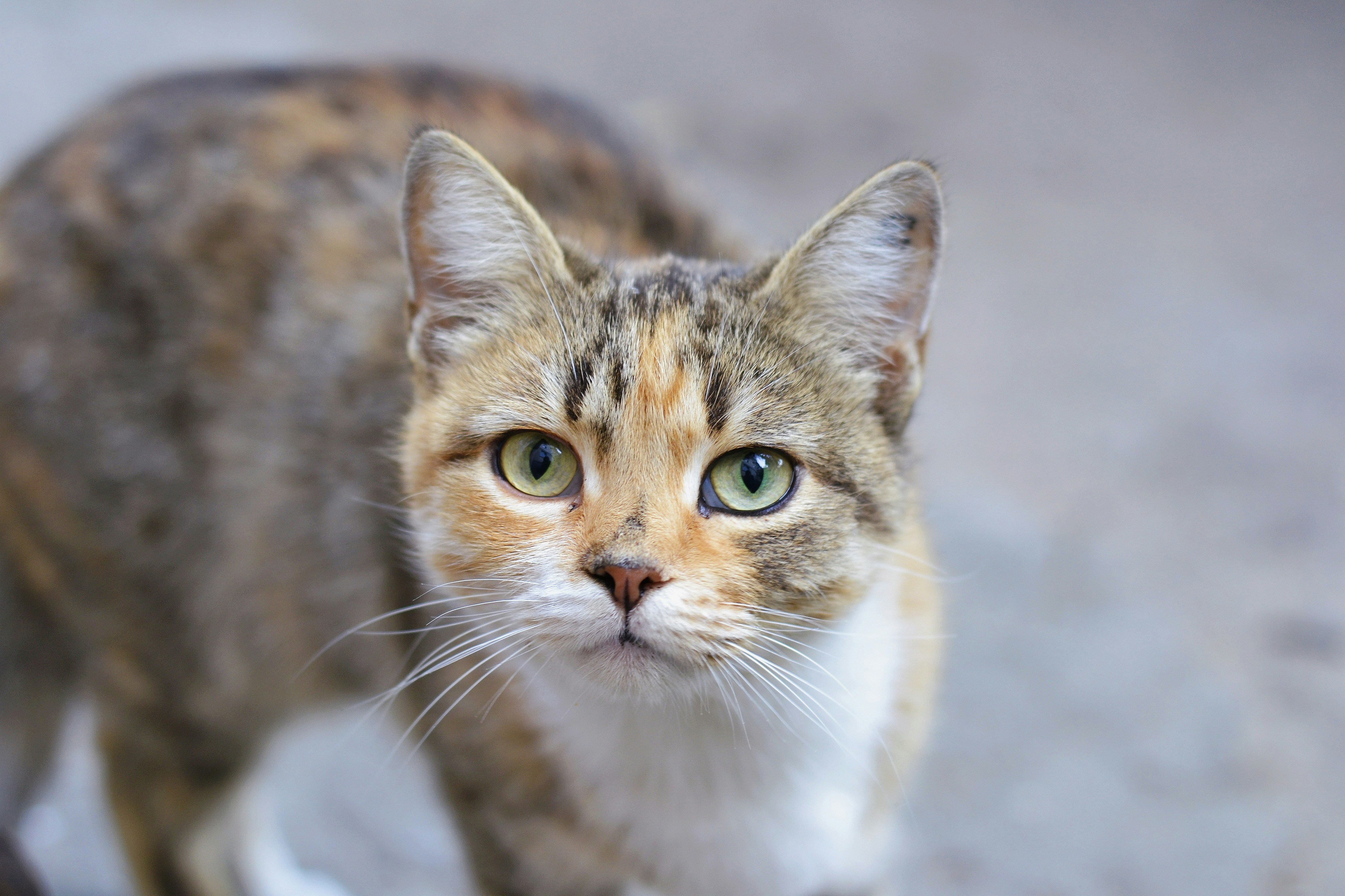 Photo by anastasiiad