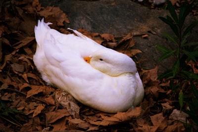 white duck on brown dried leaves smoggy zoom background
