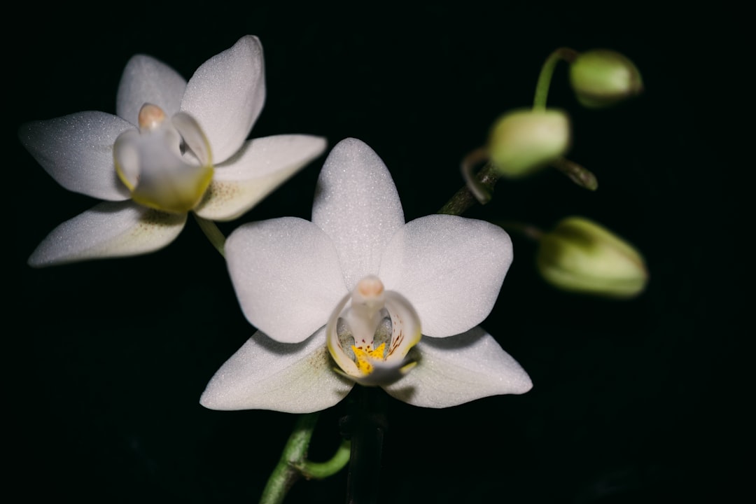 white and yellow flower in close up photography