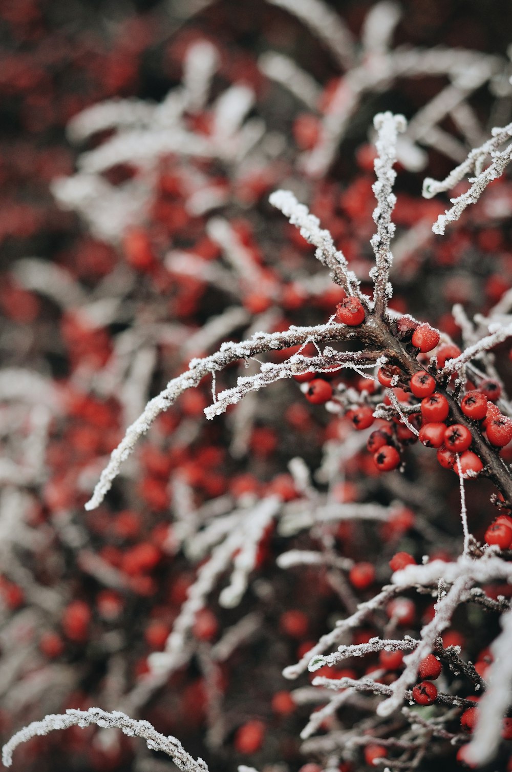 red and white plant stem