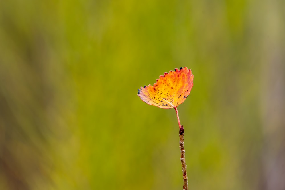 orange leaf on brown stem